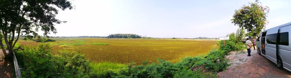 Scenic view of sunflower field against sky