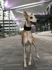 Dog looking away on footpath