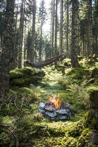 Trees in forest