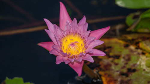 Close-up of yellow flower