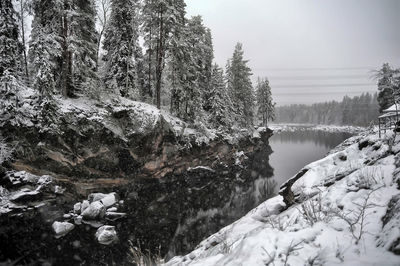 View of trees in forest during winter