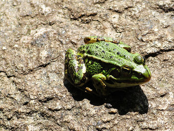 Close-up of a frog