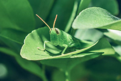 Close-up of insect on plant