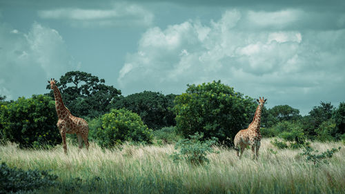 Giraffes on field against sky