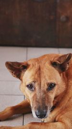 Close-up portrait of a dog