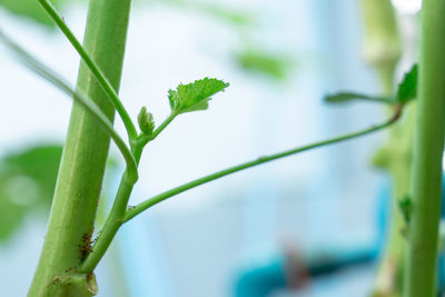 Close-up of small plant