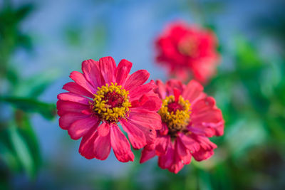 Close-up of red flower