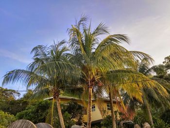 Low angle view of palm trees