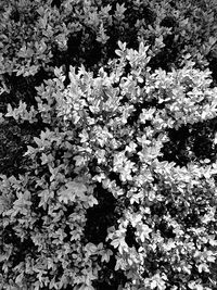 Close-up of flowers on tree