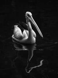 View of pelican swimming in lake