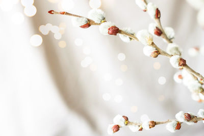 Close-up of white cherry blossom tree