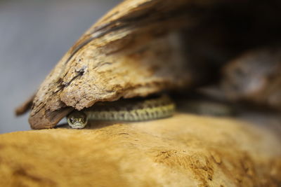 Close-up of grass snake.