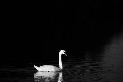 Swan swimming in lake