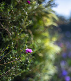 Close-up of pink flowering plant