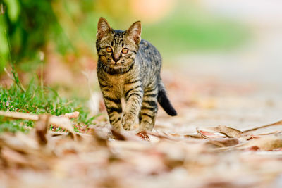 Portrait of a cat on field