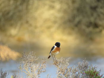 Close-up of bird perching on branch