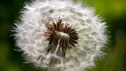 Close-up of dandelion flower