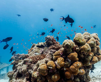 Fishes swimming in sea