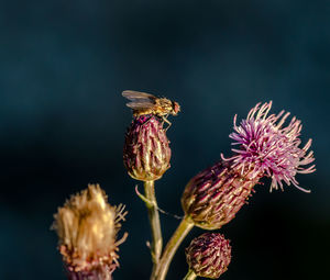 Fly on flower against blurred background