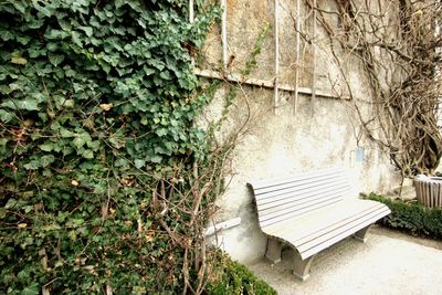 Plants growing in old ruin