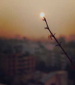 Close-up of silhouette plant against sky during sunset