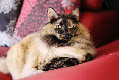 Portrait of cat relaxing on sofa at home