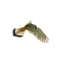 Close-up of bird flying over white background