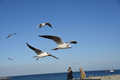 Seagull flying over sea