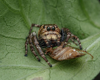 Close-up of spider