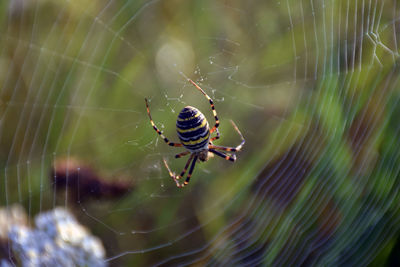 Close-up of spider on web