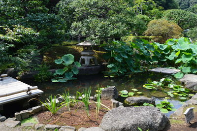 Close-up of plants against trees