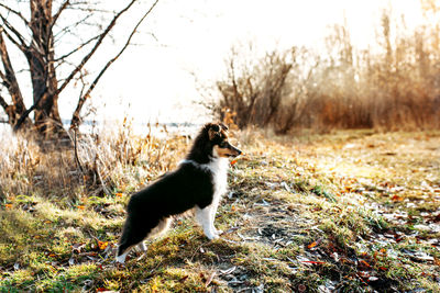 Dog looking away on field