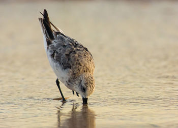 Close-up of bird perching on beach
