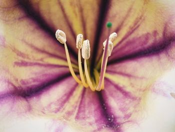 Macro shot of purple flower