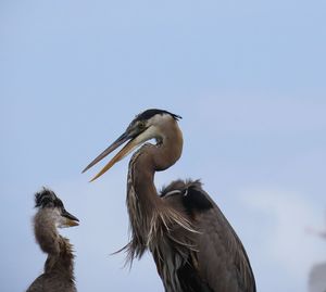 Low angle view of heron against the sky