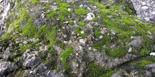 Close-up of moss growing on rock