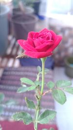 Close-up of pink rose