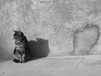 Cat sitting outdoors