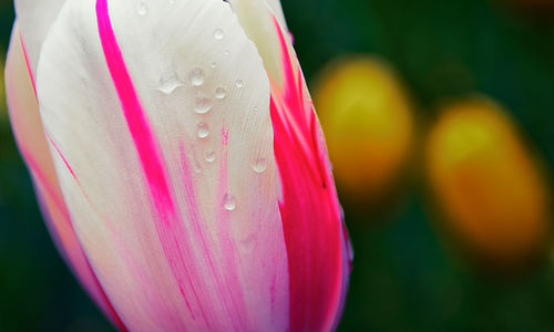 Close-up of wet pink flower blooming outdoors