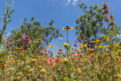 Low angle view of flowers blooming against sky