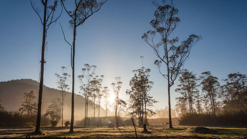 Trees on field against sky