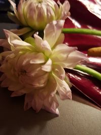 Close-up of pink flower