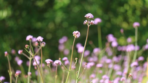 Close-up of pink flowering plant on field