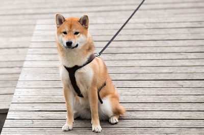 Portrait of dog sitting on wood