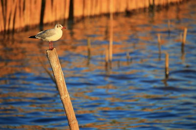 Seagull perching on wooden post