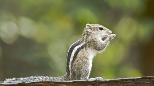 Close-up of squirrel on wood