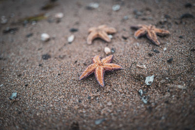 High angle view of crab on beach