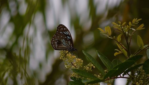 Close-up of butterfly pollinating flower