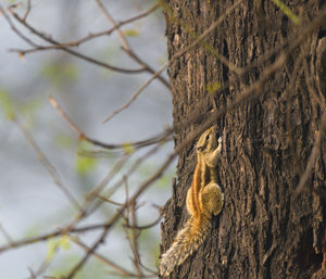 Close-up of squirrel on tree trunk