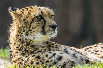 Close-up of cub on sunny day